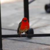 Photo de Cardinal