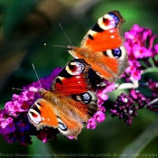 Photo de Papillon - paon du jour