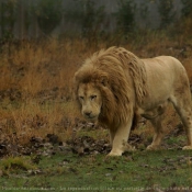 Photo de Lion