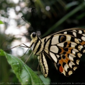 Fond d'cran avec photo de Papillon - machaon