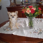 Photo de Chihuahua à poil long
