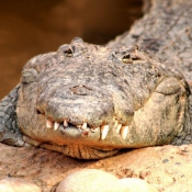 Fond d'écran avec photo de Crocodile