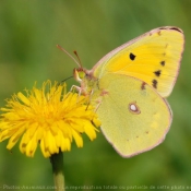 Fond d'cran avec photo de Papillon - le souci