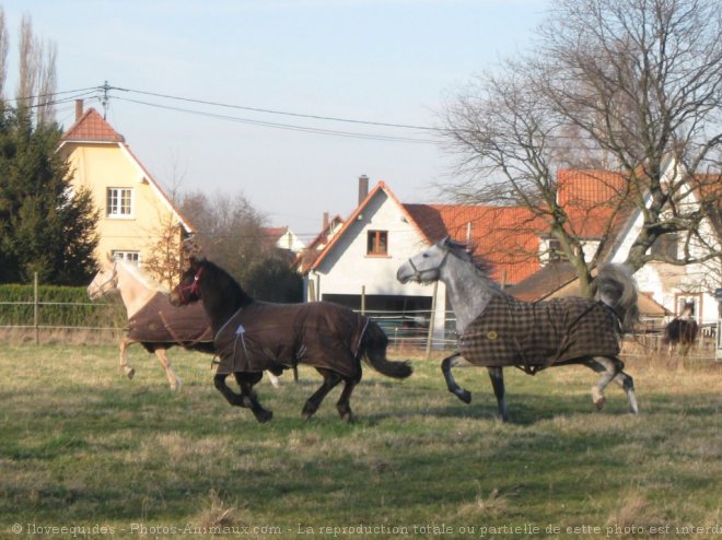 Photo de Races diffrentes