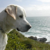 Fond d'cran avec photo de Labrador retriever