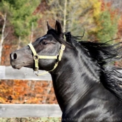 Fond d'cran avec photo de Quarter horse