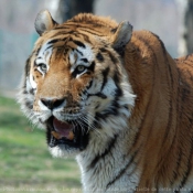 Fond d'cran avec photo de Tigre