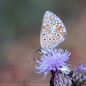 Photo de Papillon - le bel argus