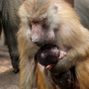 Photo de Singe - macaque