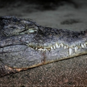 Fond d'cran avec photo de Crocodile