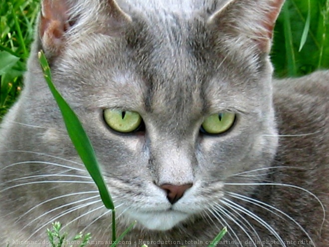 Photo de Chat domestique