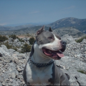 Photo d'American staffordshire terrier