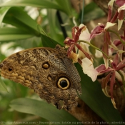 Fond d'cran avec photo de Papillon - hibou