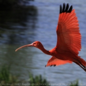 Photo d'Ibis rouge