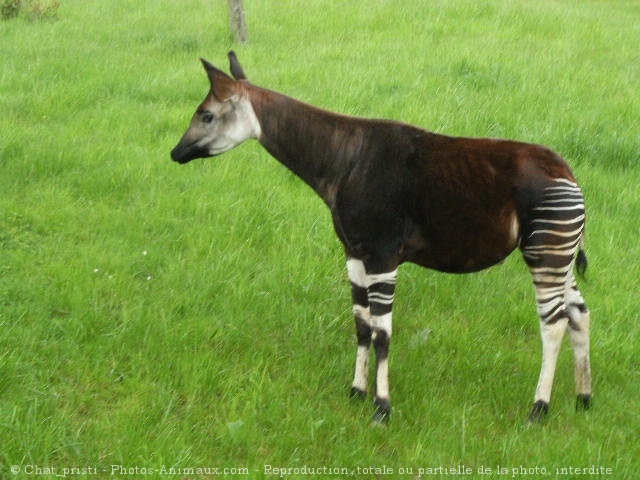 Photo d'Okapi