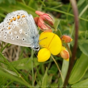 Fond d'cran avec photo de Papillon - le bel argus