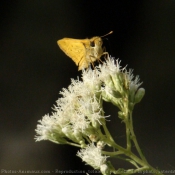 Fond d'cran avec photo de Papillon - la sylvaine