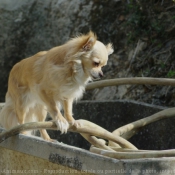 Fond d'écran avec photo de Chihuahua à poil long