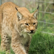 Photo de Lynx