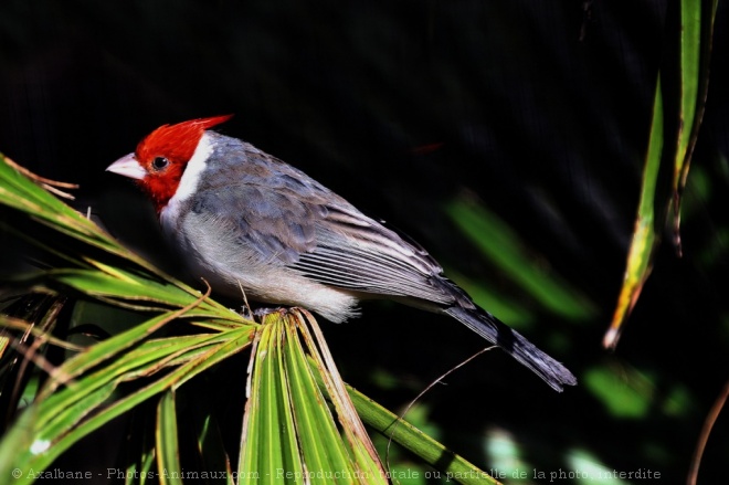 Photo de Cardinal  huppe