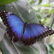 Fond d'cran avec photo de Papillon - morpho bleu