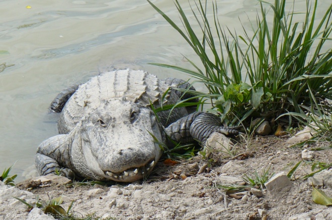 Photo d'Alligator
