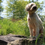 Photo de Terrier irlandais  poils doux