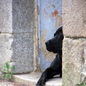 Photo de Rottweiler