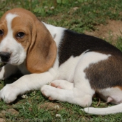 Fond d'cran avec photo de Beagle