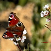 Fond d'cran avec photo de Papillon - paon du jour