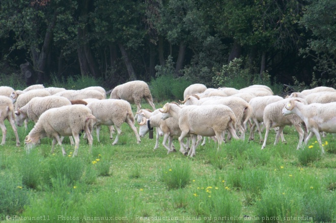 Photo de Mouton