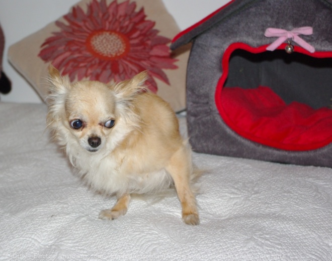 Photo de Chihuahua  poil long