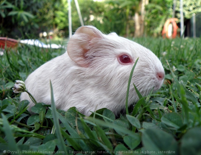 Photo de Cochon d'inde - albinos