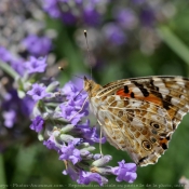 Fond d'cran avec photo de Papillon - belle-dame