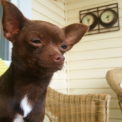 Photo de Chihuahua à poil court