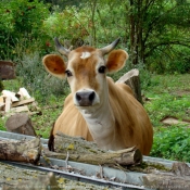 Fond d'cran avec photo de Vache
