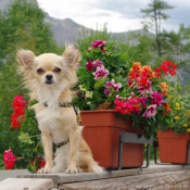 Fond d'cran avec photo de Chihuahua  poil long