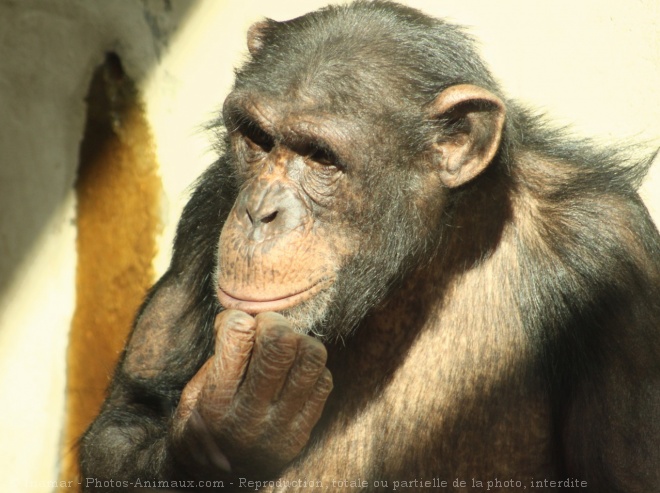 Photo de Singe - chimpanz