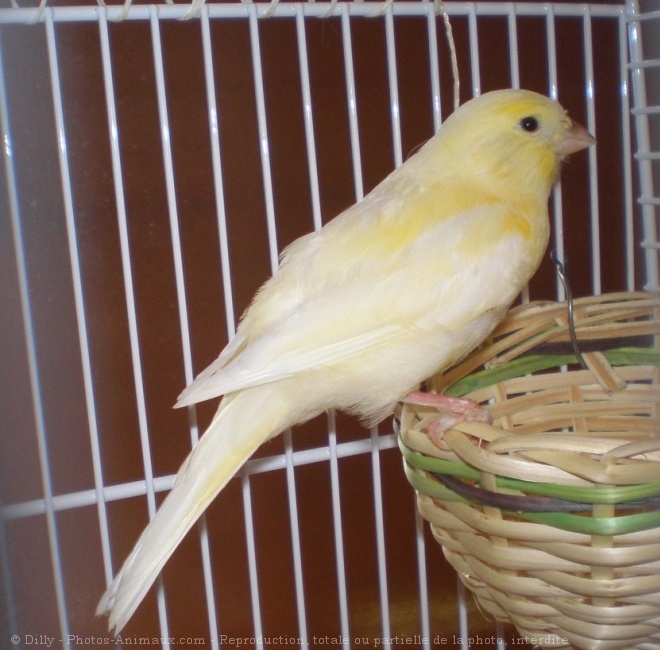 Photo de Canari