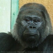 Photo de Gorille