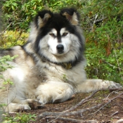 Photo de Malamute de l'alaska