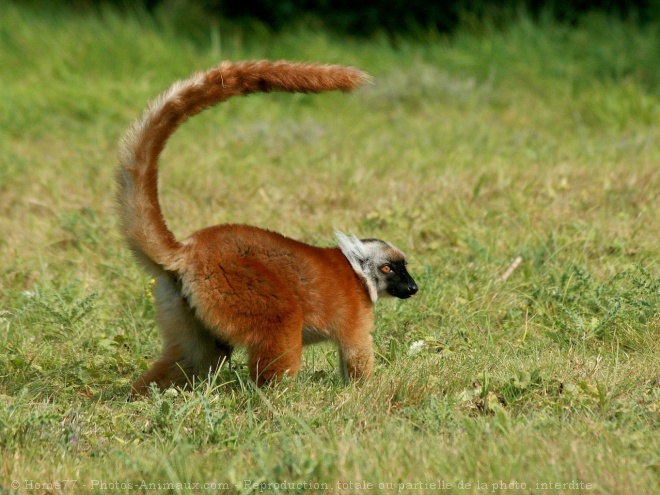 Photo de Lmurien - lmur macaco
