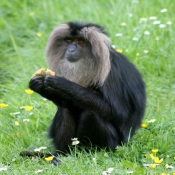 Fond d'cran avec photo de Singe - macaque