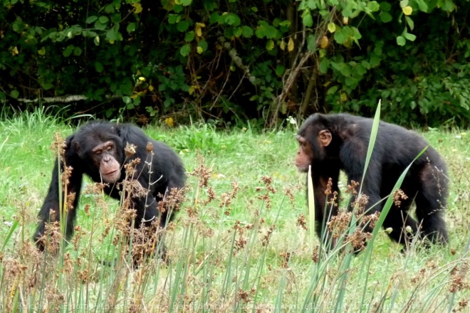 Photo de Singe - chimpanz