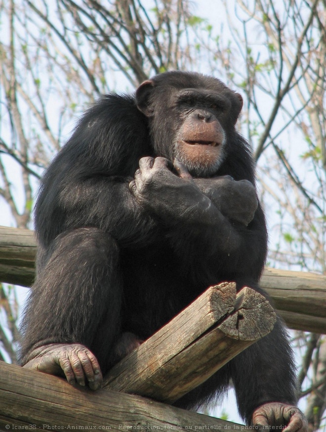 Photo de Singe - chimpanz