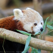 Fond d'cran avec photo de Panda roux