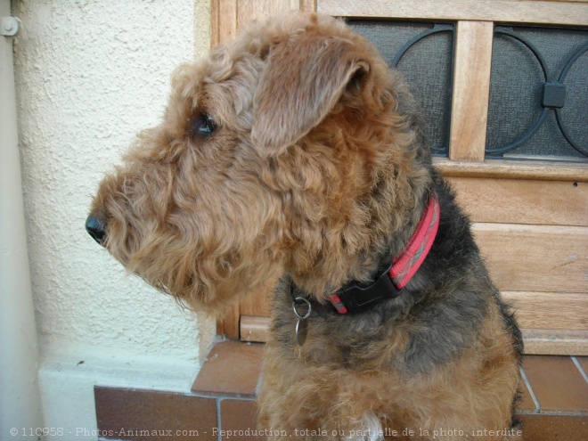 Photo d'Airedale terrier