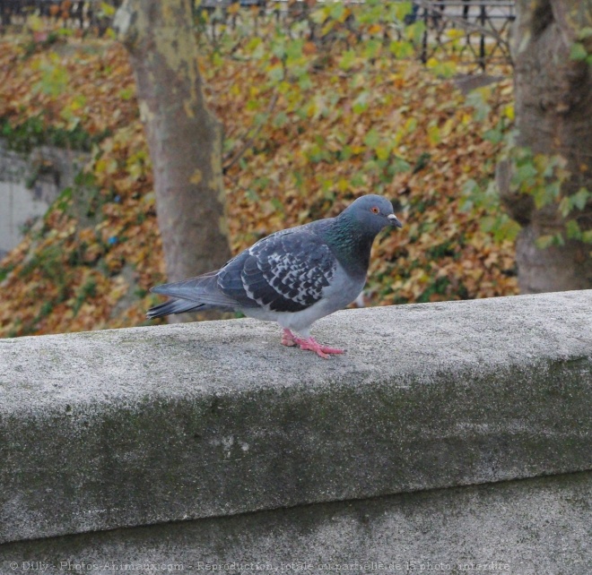 Photo de Pigeon