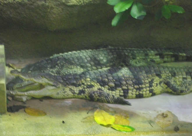 Photo de Crocodile