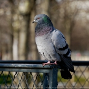 Photo de Pigeon - biset